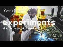 Yunnan. Experiments at a tea factory in Wenshan