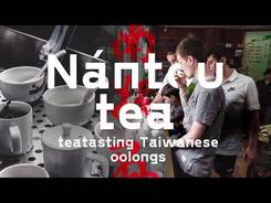 Nantou Tea. Tasting Taiwanese Oolongs