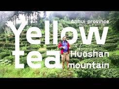 Yellow Tea from Huoshan Mountains. Anhui Province