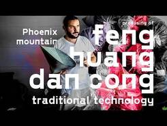 How Tea is Traditionally Made? Fenghuang Dancong from the Phoenix Mountains.