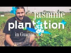 Moli Hua (Jasmine) plantation in Guangxi province.