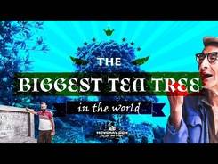 The biggest tea tree in the world ! The journey to Fengqing, part 1