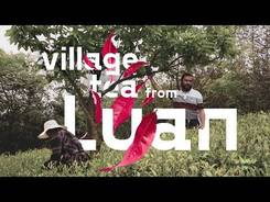 Village tea from Liuan. Plantations and home production.