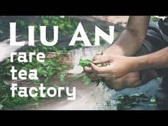 Rare Liu An Tea. Tea factory in Qimen.