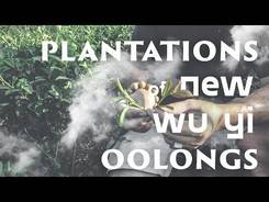Wuyishan. Plantations of new Wu Yi oolongs.
