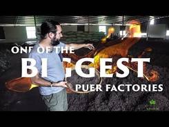 China, Yunnan. One of the biggest puer tea factories