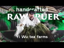 Manual production of Sheng Puer on the Yi Wu. Puer Tea in bamboo tubes and tea farmers.