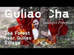Guliao Cha. Tea Forest near Guliao Village, Guangxi Province