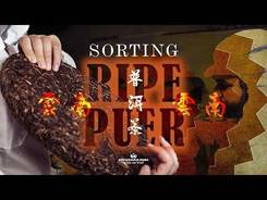 Shu Puer Tea sorting workshop. Puer County