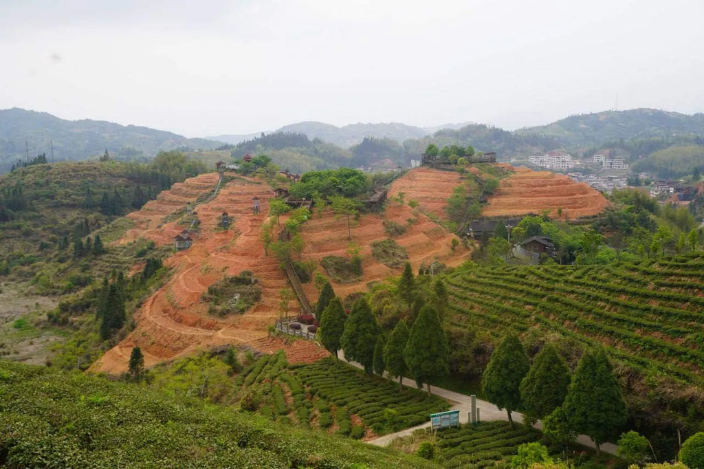 Tea Journey Essentials: Teaware Guide for Every Lover