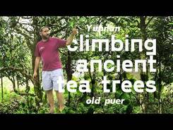 Yunnan. Climbing ancient tea trees. Old puer. УТВЕРДИТЬ