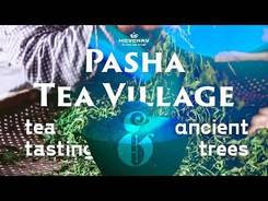 Pasha the Tea Village. Tea Tasting, and Ancient Trees
