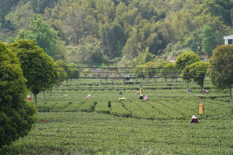 Green Tea Unveiled: Health Benefits, Brewing Secrets, and How to Find Your Perfect Cup