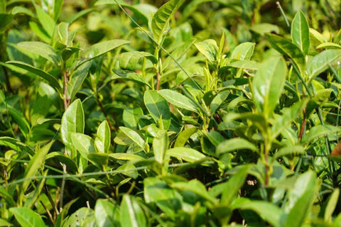 Long Jing Tea: The Iconic Green Tea and How to Choose an Authentic Cup