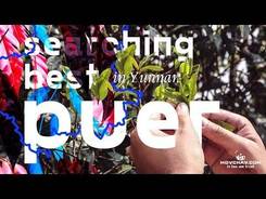 Yunnan. Menghai, Bulangshan. Searching of the Best Puer