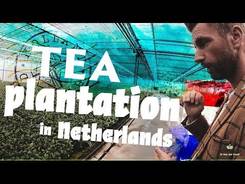 Tea plantation in the NETHERLANDS!