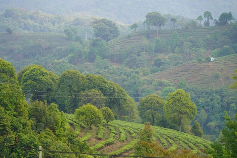 Discover Authentic Teas at Moychay.nl – Your Tea Journey Awaits