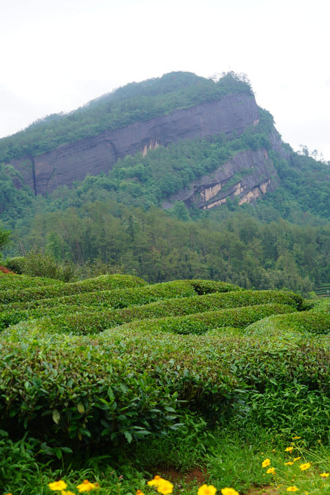 NEW! Phoenix Dancong and Old Tree Teas Collection