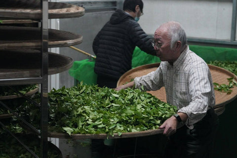 Production of Taiwanese oolongs