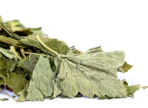 Black currant leaves