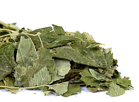Black currant leaves