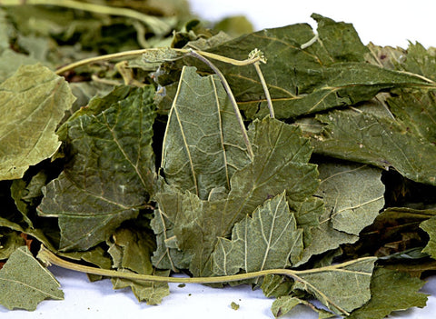 Black currant leaves
