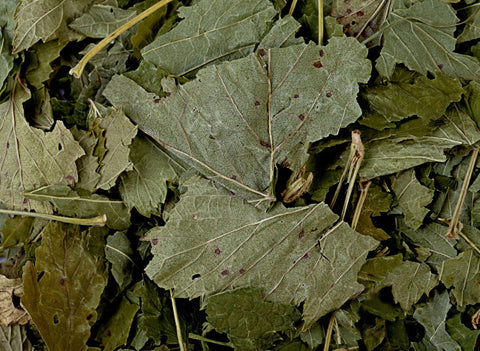 Black currant leaves