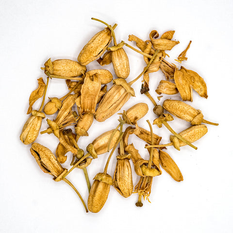 Wild Pomelo Blossoms from Pinghe (Pinghe Yesheng You Zi Hua)