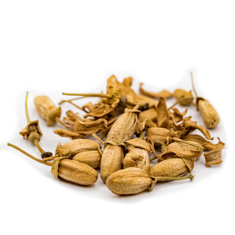 Wild Pomelo Blossoms from Pinghe (Pinghe Yesheng You Zi Hua)