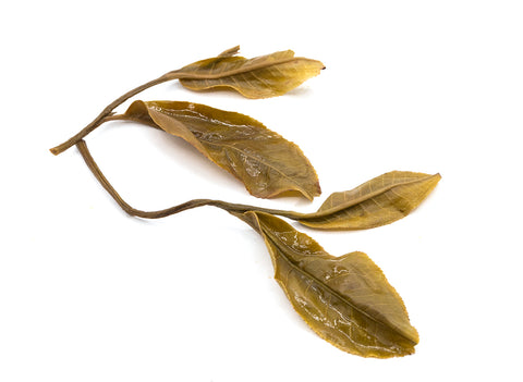 Pazhen Gushu Sheng Puer Tea, 24.03.2024, 25g