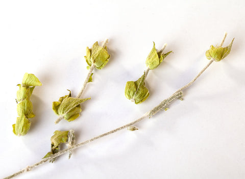 Greek Mountain Herbal Tea 50g