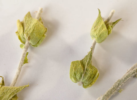 Greek Mountain Herbal Tea 50g