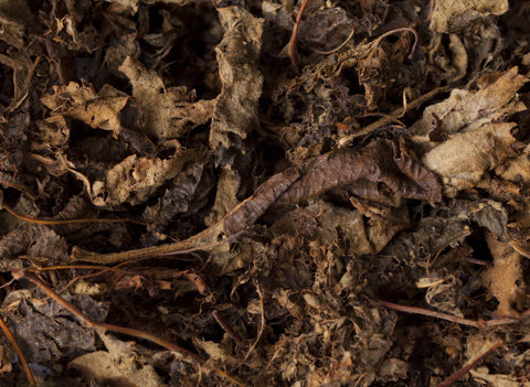 Fermented apple tree leaf