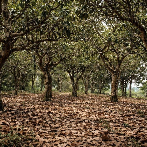 Drei Jahre Yiwu – Sheng Pu-erh Verkostung | 1. März | 12:00