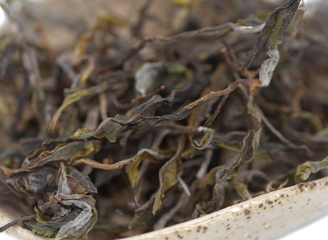 Sheng Gushu 1000yrs+ old trees