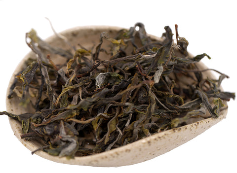 Sheng Gushu, über 1000 Jahre alte Bäume