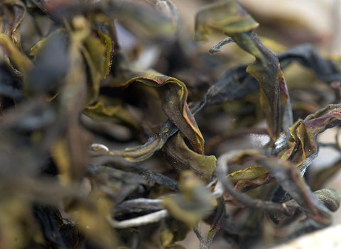 Vietnam Sheng Cha Gushu (voorjaar 2023) 25g