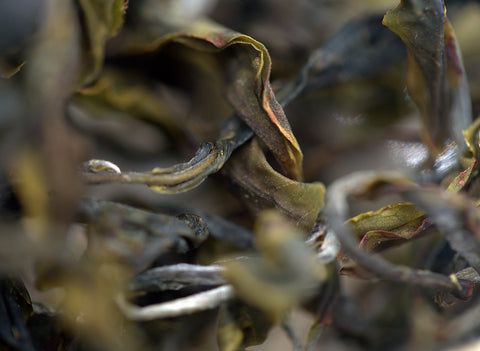 Vietnam Sheng Cha Gushu (voorjaar 2023) 25g