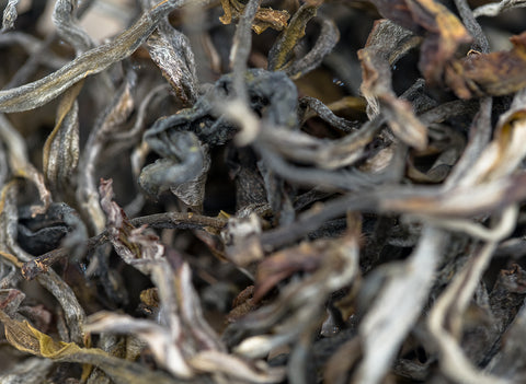 Sheng Vietnam, ancient trees (24.03.2023)