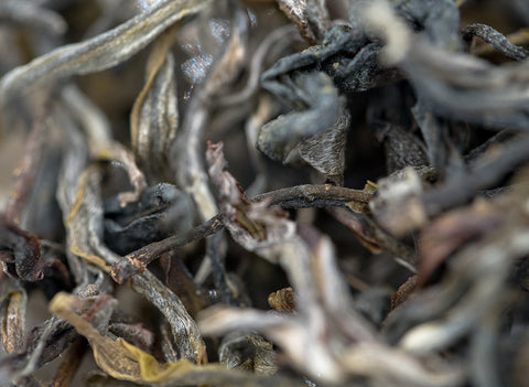 Sheng Vietnam, ancient trees (24.03.2023)