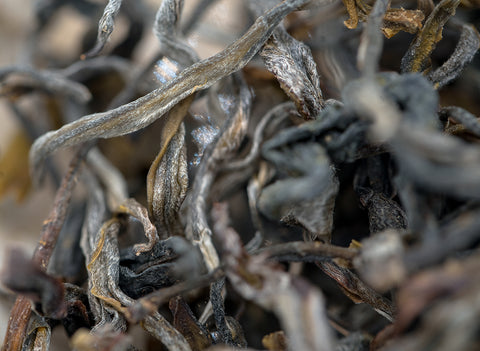 Sheng Vietnam, ancient trees (24.03.2023)