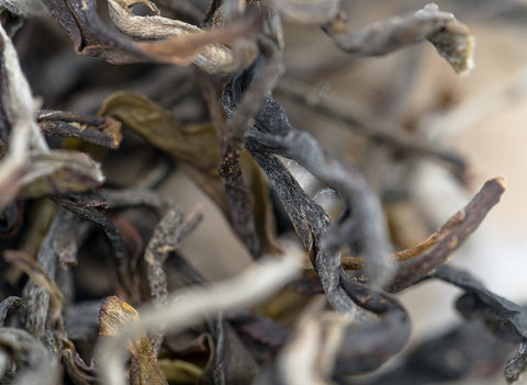 Sheng Vietnam, ancient trees (24.03.2023)