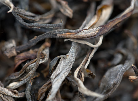 Sheng Vietnam, ancient trees (24.03.2023)