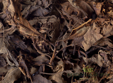 Hazelnut leaf (hazelnut), fermented