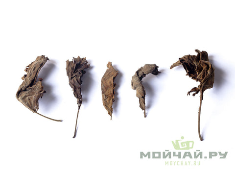 Hazelnut leaf (hazelnut), fermented