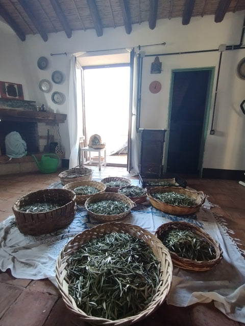 Olive leaf herbal tea