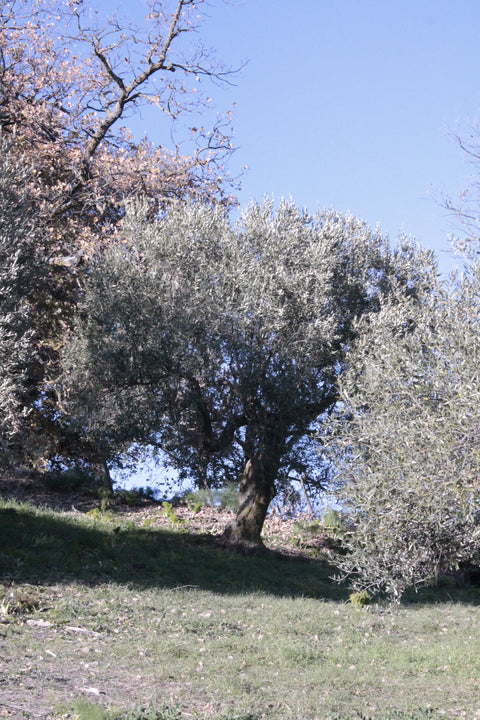 Olive leaf herbal tea