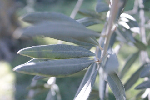 Olive leaf herbal tea