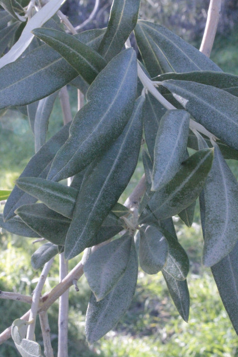 Olive leaf herbal tea