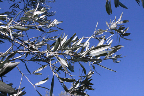 Olive leaf herbal tea